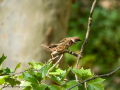 Gorrión molinero - Passer montanus - Pardal xarrec
