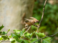 Gorrión molinero - Passer montanus - Pardal xarrec