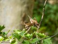Gorrión molinero - Passer montanus - Pardal xarrec