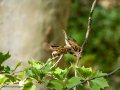 Gorrión molinero - Passer montanus - Pardal xarrec