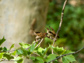 Gorrión molinero - Passer montanus - Pardal xarrec