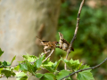 Gorrión molinero - Passer montanus - Pardal xarrec