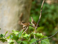Gorrión molinero - Passer montanus - Pardal xarrec
