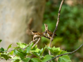 Gorrión molinero - Passer montanus - Pardal xarrec