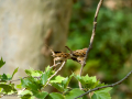 Gorrión molinero - Passer montanus - Pardal xarrec