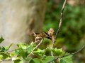 Gorrión molinero - Passer montanus - Pardal xarrec