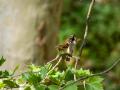 Gorrión molinero - Passer montanus - Pardal xarrec