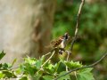 Gorrión molinero - Passer montanus - Pardal xarrec