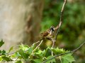 Gorrión molinero - Passer montanus - Pardal xarrec