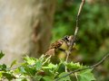 Gorrión molinero - Passer montanus - Pardal xarrec