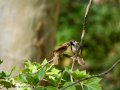 Gorrión molinero - Passer montanus - Pardal xarrec