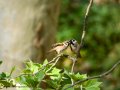 Gorrión molinero - Passer montanus - Pardal xarrec