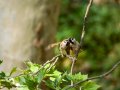 Gorrión molinero - Passer montanus - Pardal xarrec