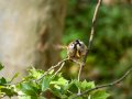 Gorrión molinero - Passer montanus - Pardal xarrec