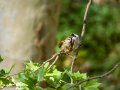 Gorrión molinero - Passer montanus - Pardal xarrec