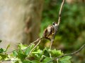 Gorrión molinero - Passer montanus - Pardal xarrec