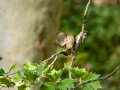 Gorrión molinero - Passer montanus - Pardal xarrec