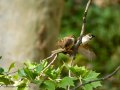 Gorrión molinero - Passer montanus - Pardal xarrec