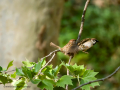 Gorrión molinero - Passer montanus - Pardal xarrec