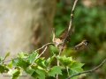 Gorrión molinero - Passer montanus - Pardal xarrec