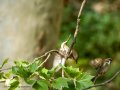 Gorrión molinero - Passer montanus - Pardal xarrec