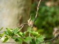 Gorrión molinero - Passer montanus - Pardal xarrec