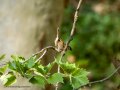 Gorrión molinero - Passer montanus - Pardal xarrec