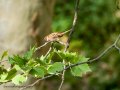 Gorrión molinero - Passer montanus - Pardal xarrec