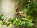 Gorrión molinero - Passer montanus - Pardal xarrec