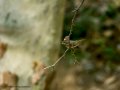 Gorrión molinero - Passer montanus - Pardal xarrec