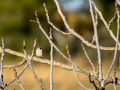 Gorrión molinero - Passer montanus - Pardal xarrec