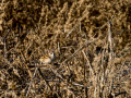 Gorrión molinero - Passer montanus - Pardal xarrec