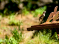 Gorrión molinero - Passer montanus - Pardal xarrec