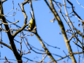 Herrerillo - Mallarenga blava - Cyanistes caeruleus