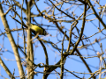 Herrerillo - Mallarenga blava - Cyanistes caeruleus
