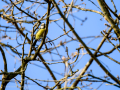 Herrerillo - Mallarenga blava - Cyanistes caeruleus