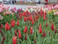 20110419-0054_Estambul.jpg
