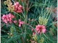 Jardin Botanico-005.jpg