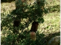 Jardin Botanico-010.jpg