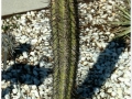 Jardin Botanico-017.jpg