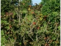 Jardin Botanico-020.jpg