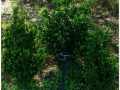 Jardin Botanico-025.jpg