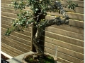 Jardin Botanico-036.jpg