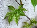2015-04-25 08h51m05.jpg