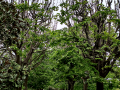 Jardins de Joan Maragall