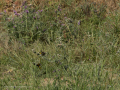 E5057607