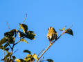 Jilguero europeo - Carduelis carduelis - Cadernera