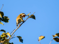 Jilguero europeo - Carduelis carduelis - Cadernera