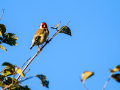 Jilguero europeo - Carduelis carduelis - Cadernera