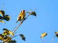 Jilguero europeo - Carduelis carduelis - Cadernera